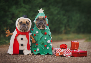 Dog wearing christmas costumes