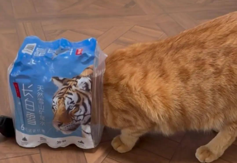 Curious case of the kitten