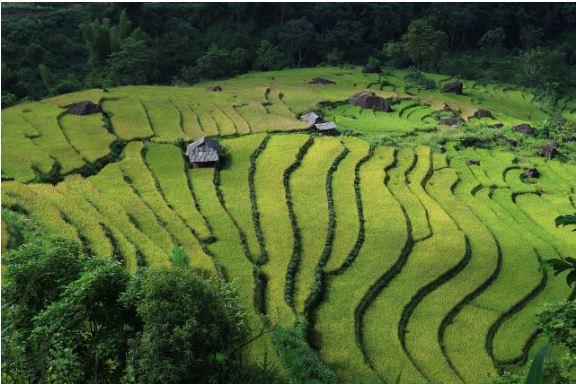 Perfectly rocky grass